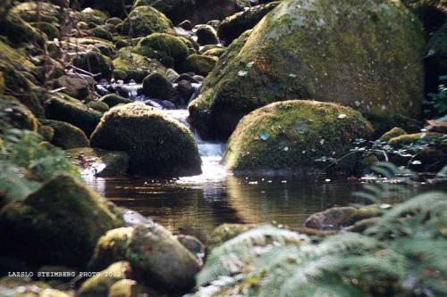 Fotografia de Lazslo Steimberg - Galeria Fotografica: Galiza - Foto: Naturaleza Viva.