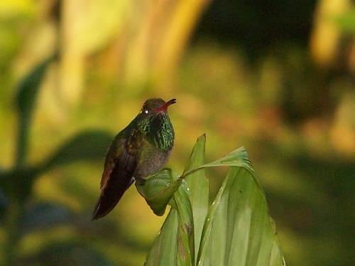 Fotografia de Eliceth - Galeria Fotografica: Pnaoramica - Foto: Verde