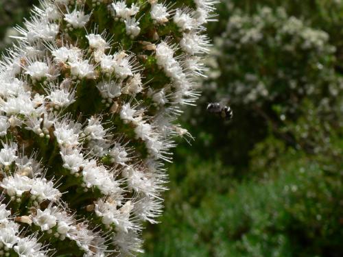 Fotografia de Neville AASC - Galeria Fotografica: Flora Canaria - Foto: La favorita del panal.
