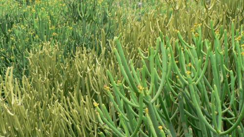 Fotografia de Neville AASC - Galeria Fotografica: Flora Canaria - Foto: Mar Verde.