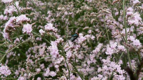 Fotografia de Neville AASC - Galeria Fotografica: Flora Canaria - Foto: Macro Mosca