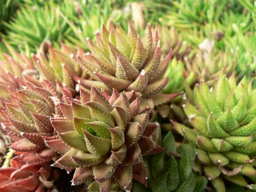 Fotografia de Neville AASC - Galeria Fotografica: Flora Canaria - Foto: Concretamente en las rocas.