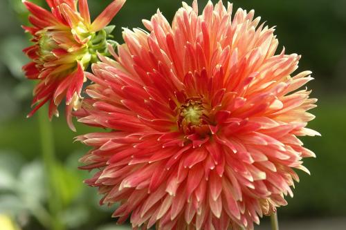 Fotografia de Neville AASC - Galeria Fotografica: Flores - Foto: 