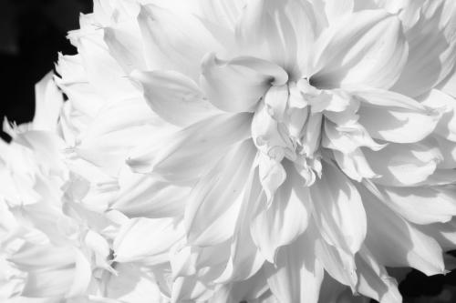 Fotografia de Neville AASC - Galeria Fotografica: Flores - Foto: 