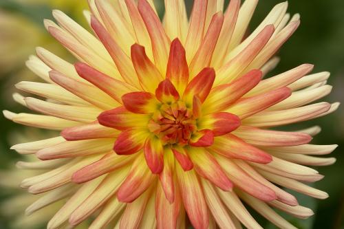 Fotografia de Neville AASC - Galeria Fotografica: Flores - Foto: 