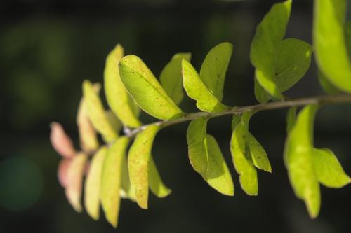 Fotografia de Neville AASC - Galeria Fotografica: Flores - Foto: 