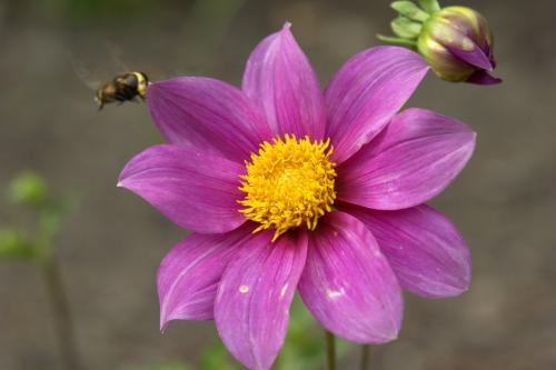 Fotografia de Neville AASC - Galeria Fotografica: Abejas. - Foto: 