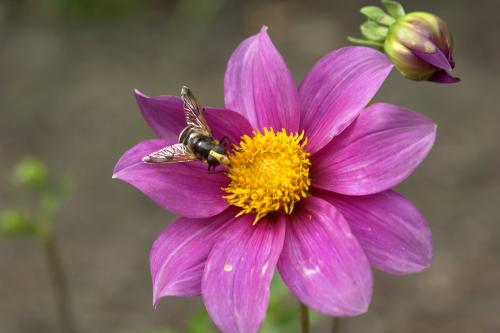 Fotografia de Neville AASC - Galeria Fotografica: Abejas. - Foto: 