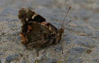 Fotografia de Llins - Galeria Fotografica: El ragalo ms bello - Foto: Sin rumbo