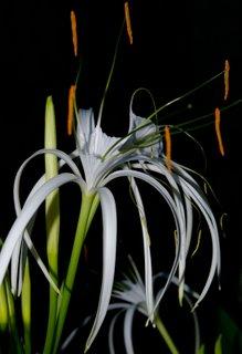 Fotografia de Llins - Galeria Fotografica: El ragalo ms bello - Foto: Cascada sin agua