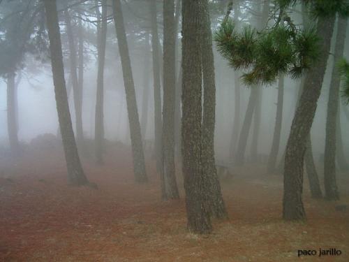 Fotografia de paco jarillo - Galeria Fotografica: enfokkes - Foto: Niebla						