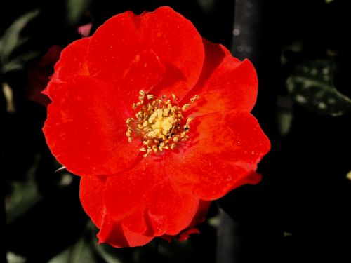 Fotografia de Ral Morales - Galeria Fotografica: Experimentando - Foto: 