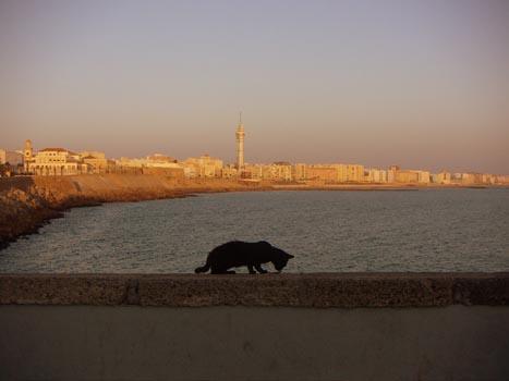Fotografia de Emanuele Mulas - Galeria Fotografica: Viaggi / travels /Viajes - Foto: Gato de Cadiz