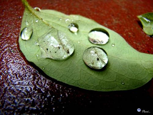 Fotografia de Pavel - Galeria Fotografica: Solo Fotos - Foto: Roco								