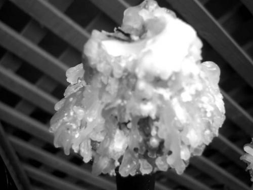 Fotografia de Katze - Galeria Fotografica: Fallen lights - Foto: 								