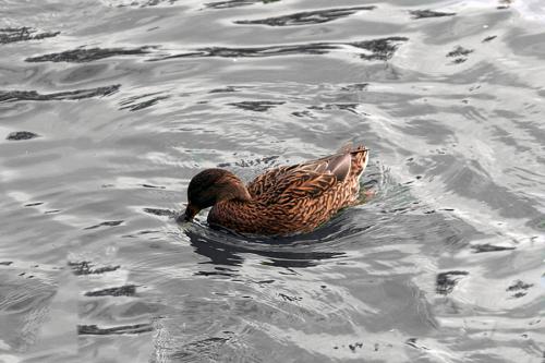 Fotografia de Alex - Galeria Fotografica: Blanco y negro - Foto: Color esperanza aire soledad								