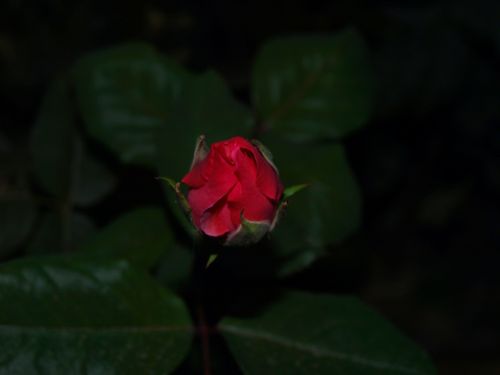 Fotografia de Ra�l Morales - Galeria Fotografica: Flores en madrid - Foto: 