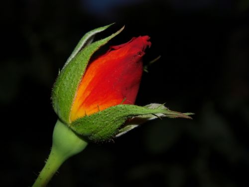 Fotografia de Ra�l Morales - Galeria Fotografica: Flores en madrid - Foto: 