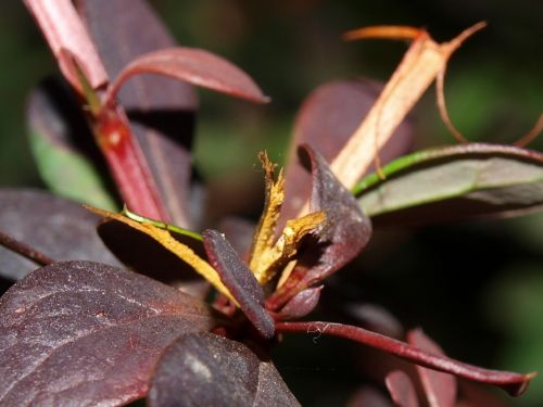 Fotografia de Ral Morales - Galeria Fotografica: Flores en madrid - Foto: 