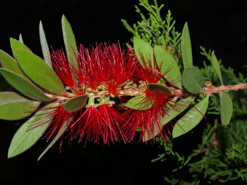 Fotografia de Ra�l Morales - Galeria Fotografica: Flores en madrid - Foto: 