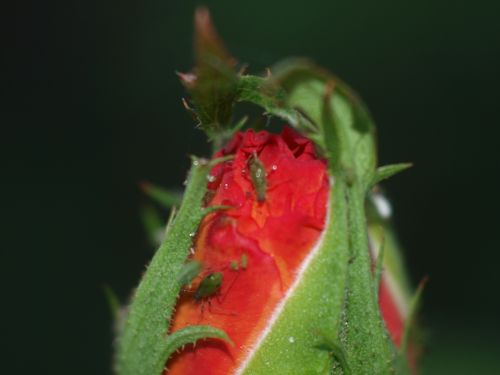 Fotografia de Ral Morales - Galeria Fotografica: Flores en madrid - Foto: 
