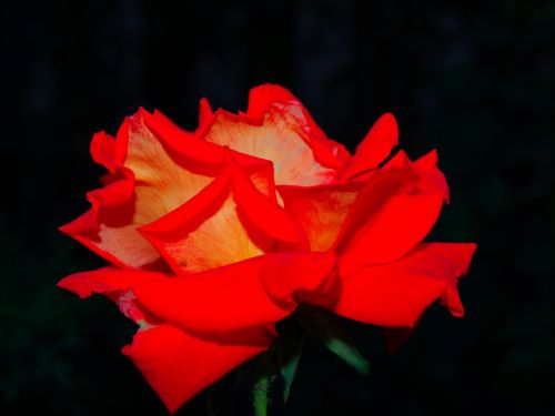 Fotografia de Ral Morales - Galeria Fotografica: Flores en madrid - Foto: 