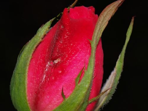 Fotografia de Ral Morales - Galeria Fotografica: Flores en madrid - Foto: 