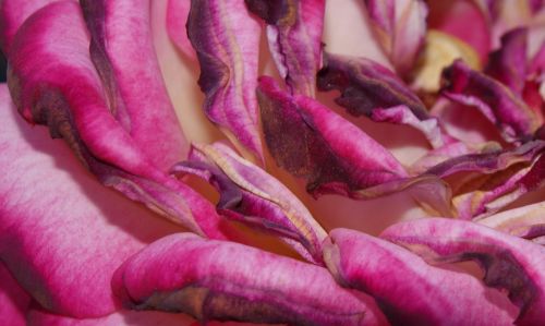 Fotografia de Ra�l Morales - Galeria Fotografica: Flores en madrid - Foto: 