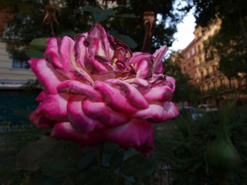 Fotografia de Ra�l Morales - Galeria Fotografica: Flores en madrid - Foto: 