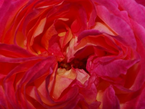 Fotografia de Ral Morales - Galeria Fotografica: Flores en madrid - Foto: 