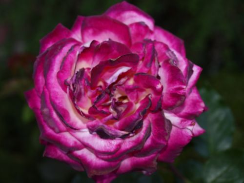 Fotografia de Ra�l Morales - Galeria Fotografica: Flores en madrid - Foto: 