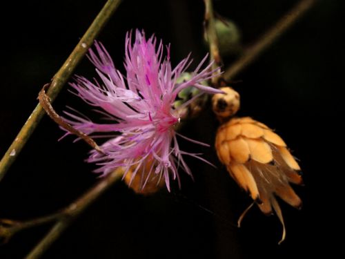 Fotografia de Ral Morales - Galeria Fotografica: Flores en madrid - Foto: 