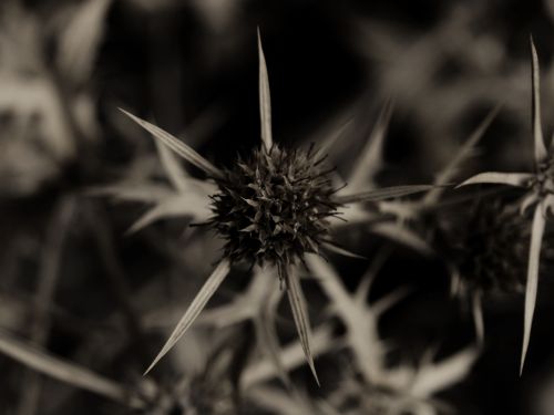 Fotografia de Ra�l Morales - Galeria Fotografica: Flores en madrid - Foto: 