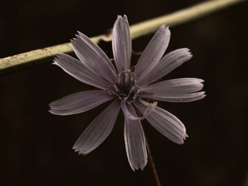 Fotografia de Ral Morales - Galeria Fotografica: Flores en madrid - Foto: 