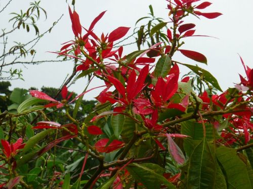 Fotografia de Ronny B - Galeria Fotografica: So Far - Foto: 