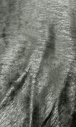 Fotografia de M. Esteras - Galeria Fotografica: Macrofotografia B/N y Color - Foto: 