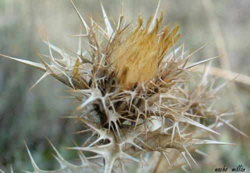 Fotografia de Nacho Mill�n - Galeria Fotografica: naturaleza - Foto: delicado