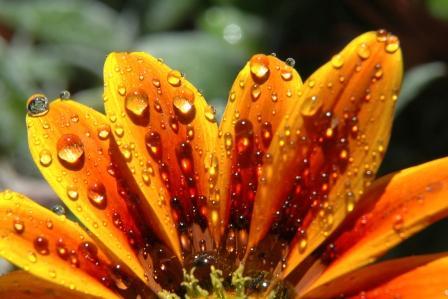 Fotografia de gabriela - Galeria Fotografica: Gotas - Foto: 01