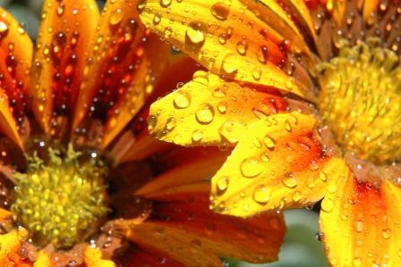 Fotografia de gabriela - Galeria Fotografica: Gotas - Foto: 02