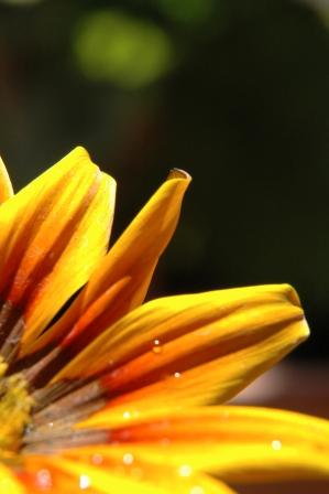 Fotografia de gabriela - Galeria Fotografica: Gotas - Foto: 03