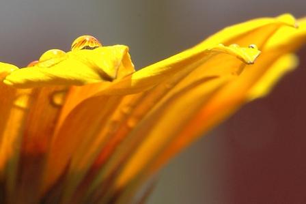 Fotografia de gabriela - Galeria Fotografica: Gotas - Foto: 04