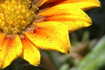 Fotografia de gabriela - Galeria Fotografica: Gotas - Foto: 07