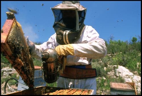 Fotografia de Dani Codina - Galeria Fotografica: Abelles - Mel - Foto: 