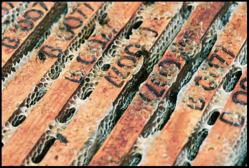 Fotografia de Dani Codina - Galeria Fotografica: Abelles - Mel - Foto: 