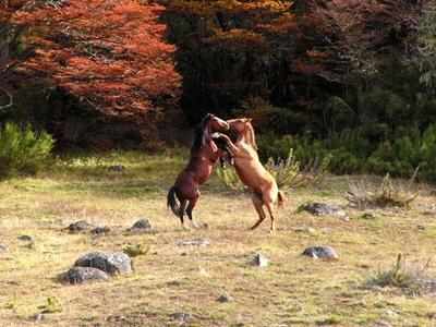 Fotografia de Guillermo F. Fern�ndez - Galeria Fotografica: Paisajes Patag�nicos I - Foto: Camino de los 7 Lagos - Enamorados