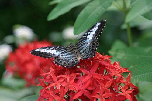 Fotografia de reportajes frances - Galeria Fotografica: tailandia - Foto: 