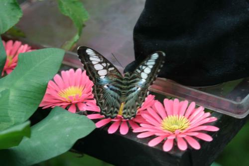 Fotografia de reportajes frances - Galeria Fotografica: tailandia - Foto: 