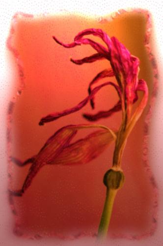 Fotografia de Bodas Mir Fotografias - Galeria Fotografica: Mir Fotografias - Foto: De la serie Genesis