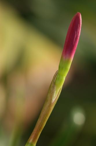 Fotografia de Bodas Mir Fotografias - Galeria Fotografica: Mir Fotografias - Foto: Genesis 1