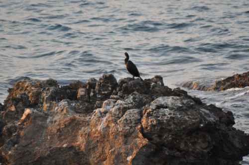 Fotografia de pedro luis acosta nuez - Galeria Fotografica: Costa de San Antonio - Foto: 